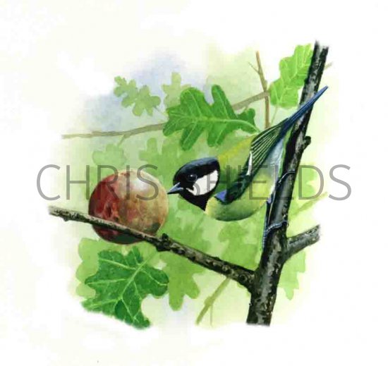 Illustration of Great Tit (Parus major) (#0150)