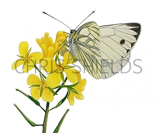 Illustration of Green-veined White (Pieris napi) (#3259)