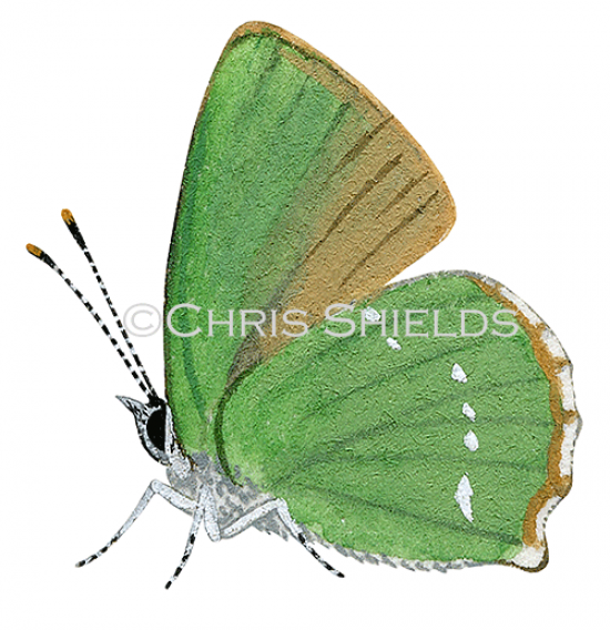 Illustration of Green Hairstreak (male)  Callophrys rubi (#3141)