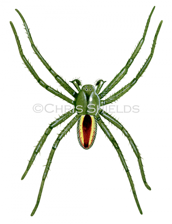 Illustration of Green Huntsman Spider male (Micrommata virescens) (#2922)