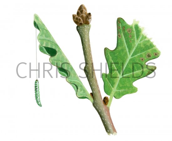 Illustration of Green Oak Tortrix Caterpillar (Tortrix viridana) (#2512)