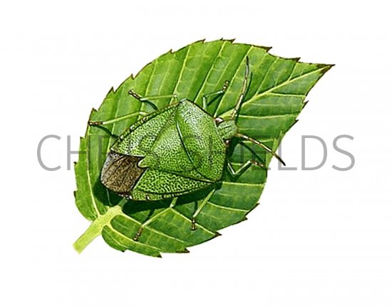 Illustration of Green Shield Bug (Palomena prasina) (#1698)