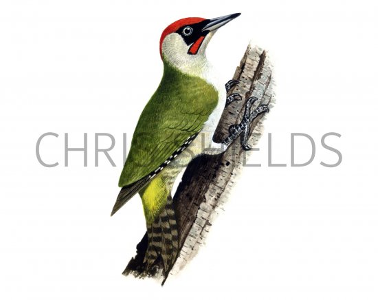 Illustration of Green Woodpecker male (Picus viridis) (#1163)