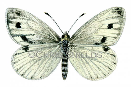 Illustration of Green-veined White (Pieris napi) (#2020)