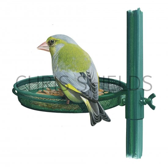 Illustration of Greenfinch (Carduelis chloris) (#3743)