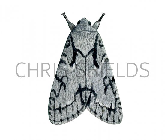 Illustration of Grey Dagger (Acronicta psi) (#2116)
