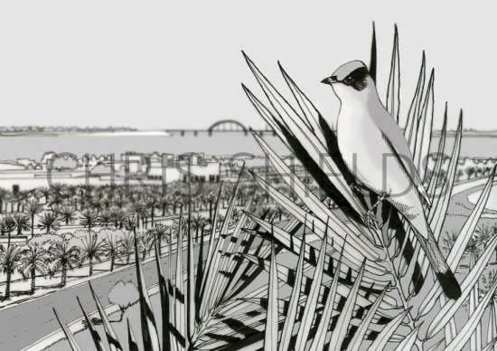 Illustration of Grey Hypocolius (Hypocolius ampelinus) in Bahrain (#0759)