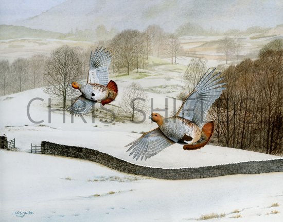 Illustration of Grey Partridges over Lakeland Fell  (#3917)