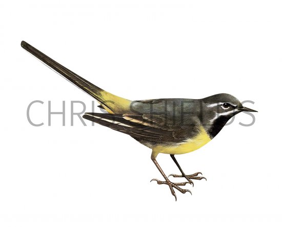 Illustration of Grey Wagtail (Motacilla cinerea) (#3668)