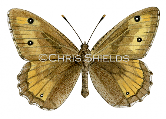 Illustration of Greyling (Hipparchia semele) (#2161)