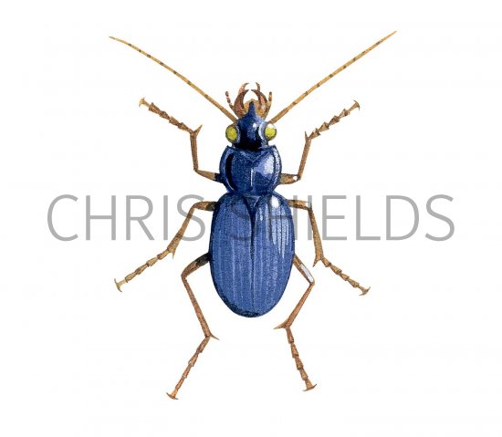 Illustration of Ground Beetle (Leistus spinibarbis) (#1567)
