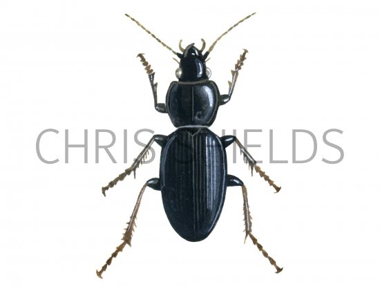 Illustration of Ground Beetle (Pterosichus madidus) (#2902)