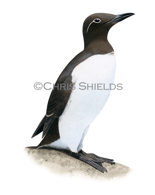Illustration of Guillemot (Uria aalge) (#4585)