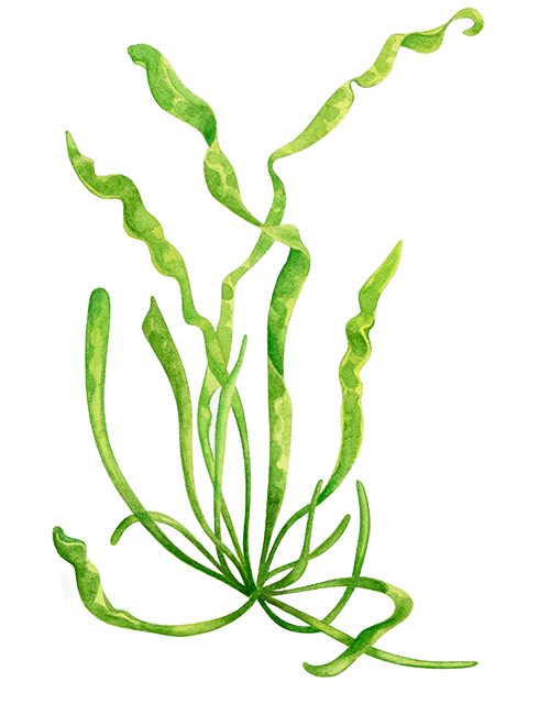 Illustration of Gut Weed (Ulva intestinalis) (#4407)
