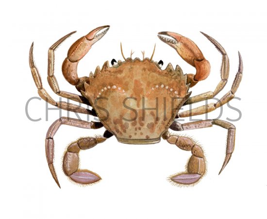 Illustration of Harbour Crab (Liocarcinus depurator) (#2378)