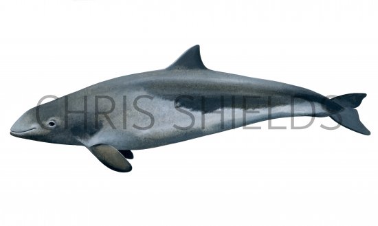 Illustration of Harbour Porpoise (Phocoena phocoena) (#4343)