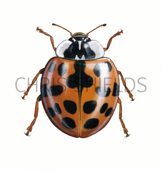 Illustration of Harlequin Ladybird (Harmonia axyridis) (#0508)