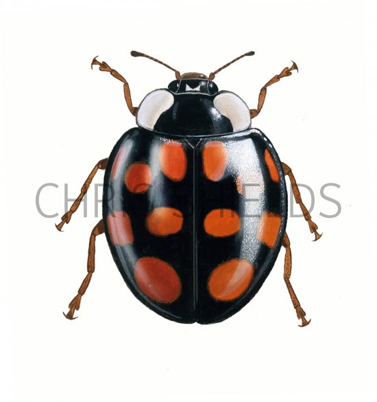 Illustration of Harlequin Ladybird (Harmonia axyridis) (#0510)