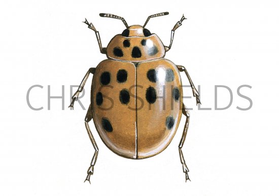 Illustration of Harlequin Ladybird (Harmonia axyridis) (#0920)