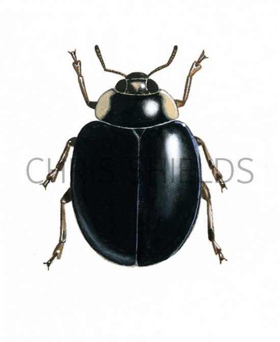 Illustration of Harlequin Ladybird (Harmonia axyridis) (#0511)