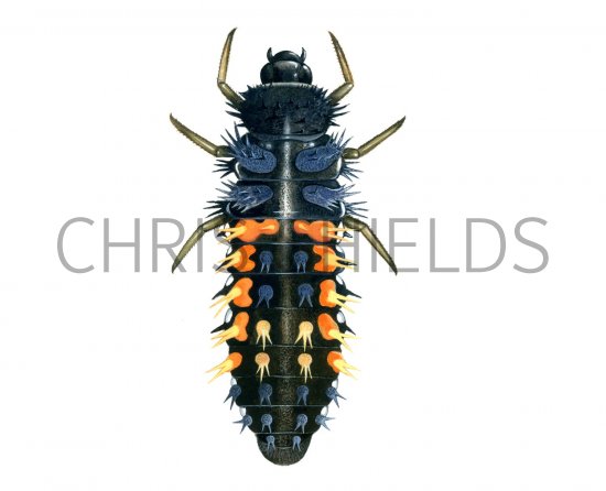 Illustration of Harlequin Ladybird Larvae (Harmonia axyridis) (#1665)