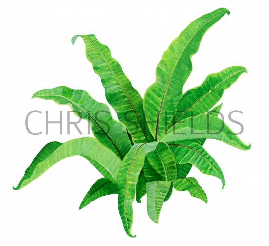 Illustration of Hart's Tongue Fern (Asplenium scolopendrium) (#2088)