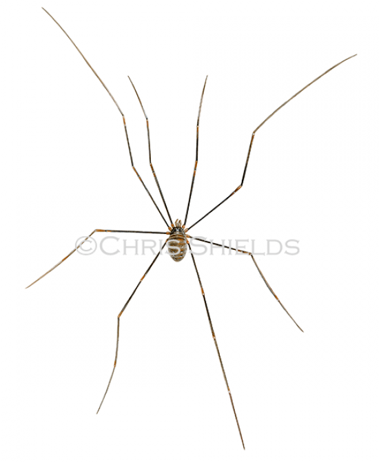 Illustration of Harvestman (Opilio canestrinii) (#2675)