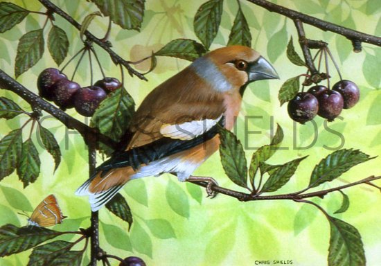 Illustration of Hawfinch (Coccothraustes coccothraustes) (#0147)