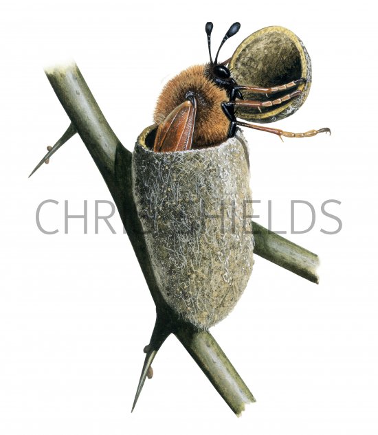 Illustration of Hawkthorn Sawfly (Trichiosoma tibiale) (#4366)