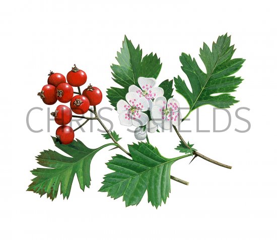Illustration of Hawthorn (Crataegus monogyna) (#3688)