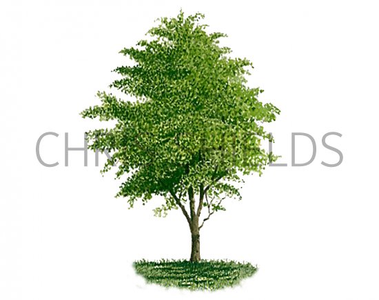 Illustration of Hawthorn Tree (Crataegus monogyna) (#3192)