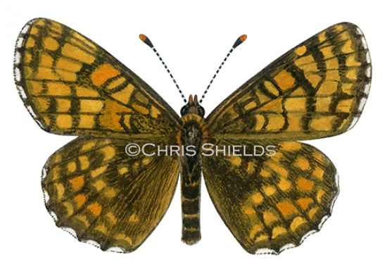 Illustration of Heath Fritillary (Mellicta athalia) (#1470)