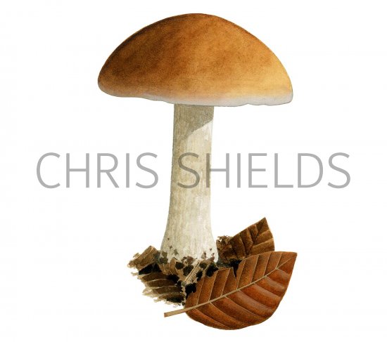 Illustration of Hebeloma sinapizans (Bitter Poisonpie) (#3572)
