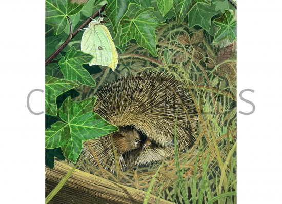 Illustration of Hedgehog (Erinaceus europaeus) (#0269)
