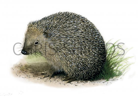 Illustration of Hedgehog (Erinaceus europaeus) (#0366)