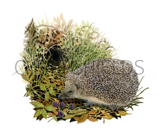 Illustration of Hedgehog (Erinaceus europaeus) (#2411)
