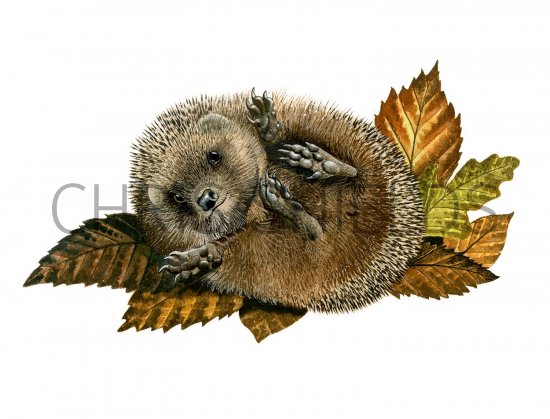 Illustration of Hedgehog (Erinaceus europaeus) (#2413)