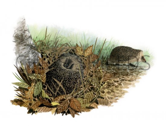 Illustration of Hedgehog (Erinaceus europaeus) (#2416)