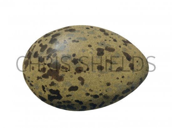 Illustration of Herring Gull egg (Larus argentatus) (#1772)