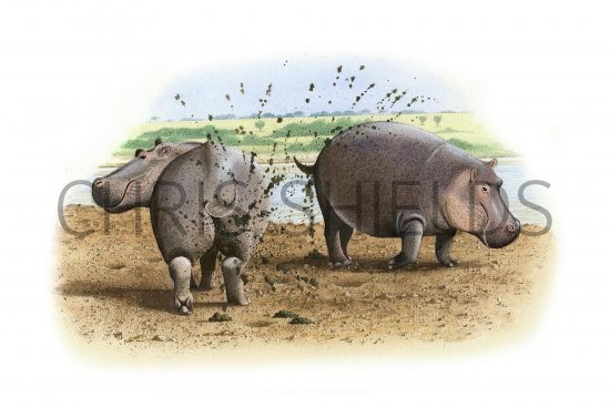 Illustration of Hippopotamus (Hippopotamus amphibius) (#0569)