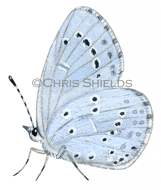 Illustration of Holly Blue (male) Celastrina argiolus (#1382)
