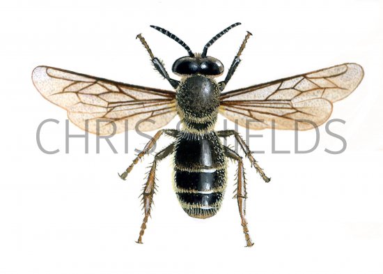 Illustration of Honey Bee (male) Apis mellifera (#0367)