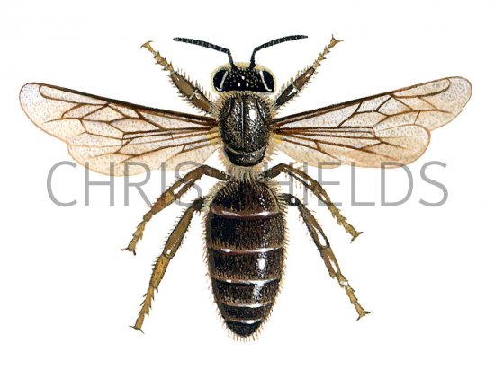 Illustration of Honey Bee (queen) Apis mellifera (#0370)