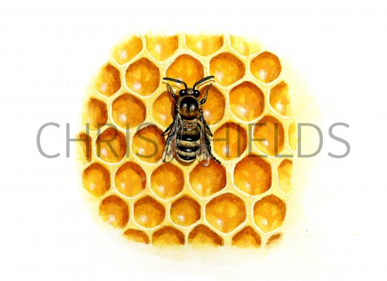 Illustration of Honey Bee (worker) Apis mellifera (#0398)