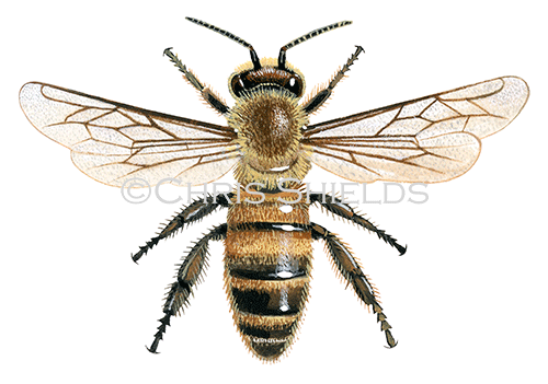 Illustration of Honey Bee (worker) Apis mellifera (#0368)