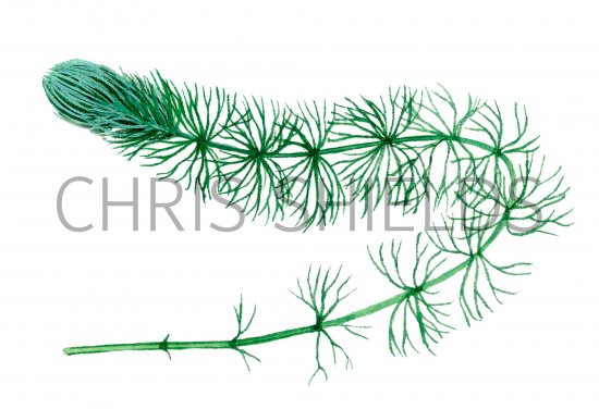 Illustration of Common Hornwort (Ceratophyllium demersum ) (#0954)