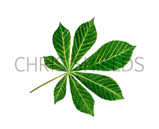 Illustration of Horse Chestnut (Aesculus hippocastanum) (#3218)