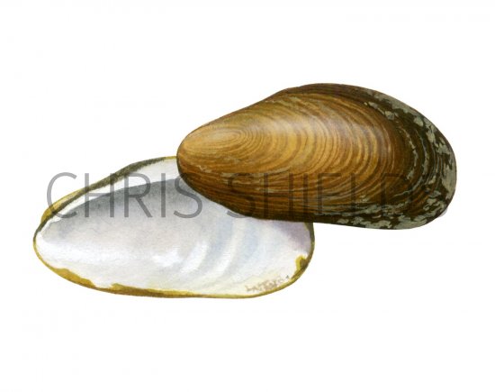 Illustration of Horse Mussel (Modiolus modiolus) (#1901)