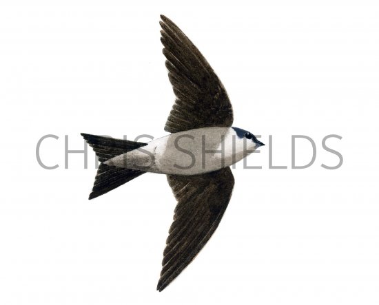 Illustration of House martin (Delichon urbica) (#1169)