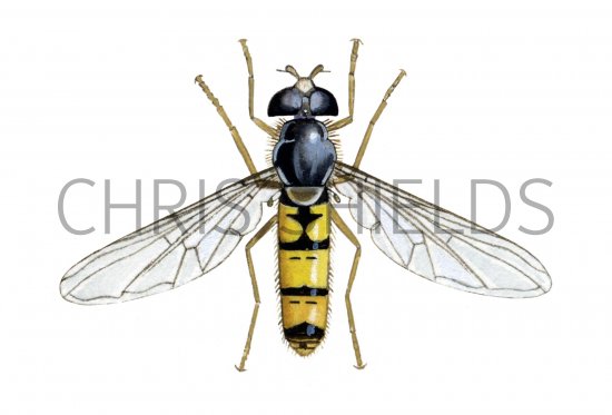 Illustration of Hoverfly (Episyrphus balteatus) (female) (#1128)
